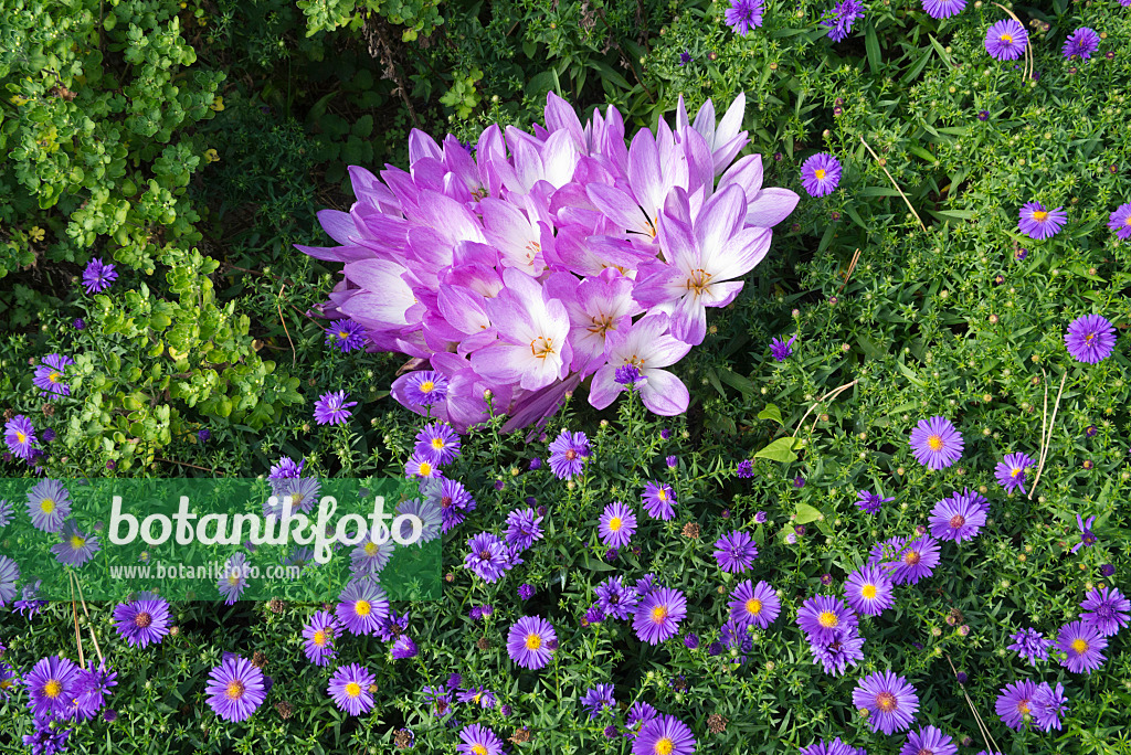 609020 - Herbstzeitlosen (Colchicum) und Astern (Aster)