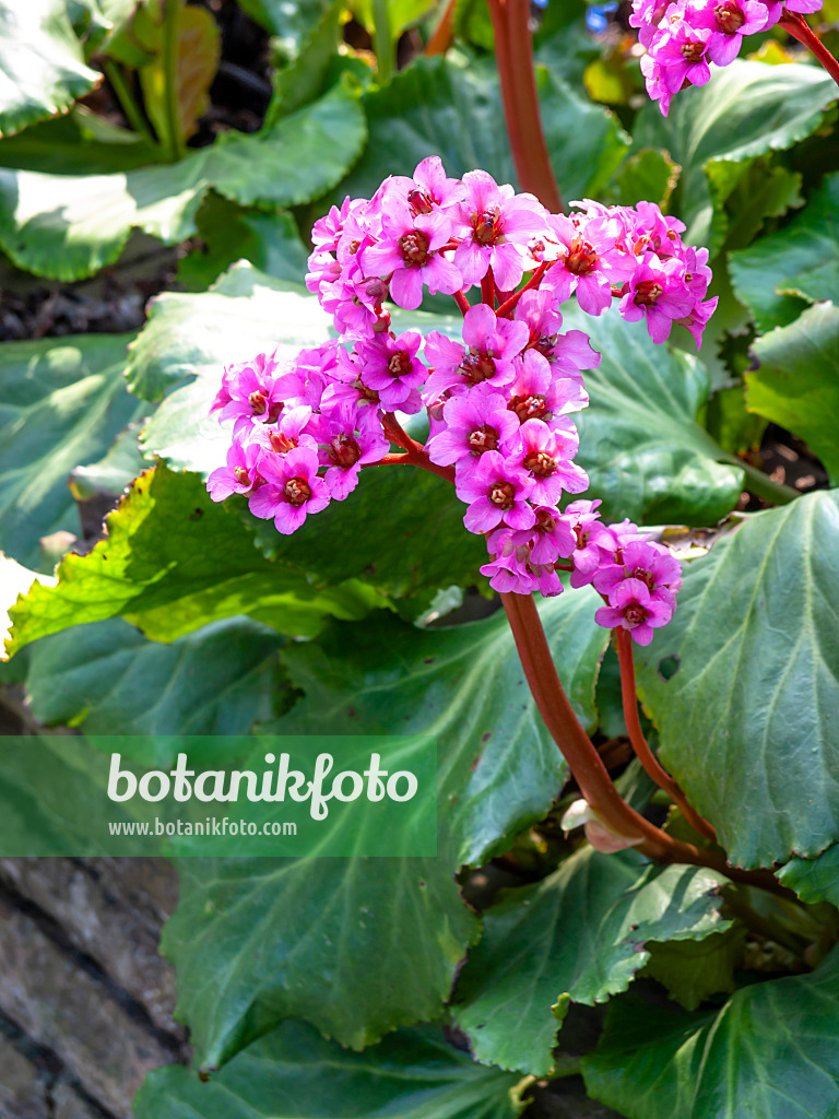 447066 - Herzblättrige Bergenie (Bergenia cordifolia 'Morgenröte')