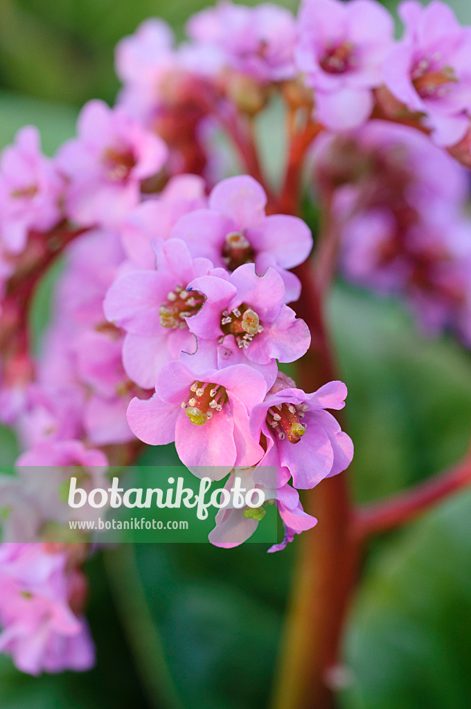 471142 - Herzblättrige Bergenie (Bergenia cordifolia)