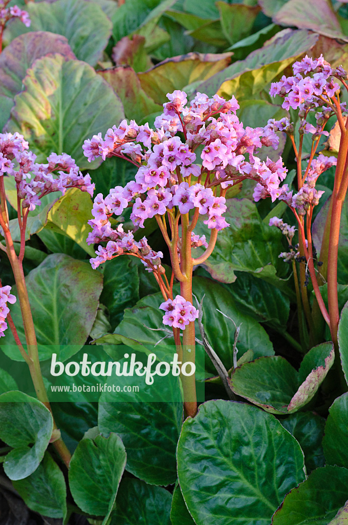 471246 - Herzblättrige Bergenie (Bergenia cordifolia)