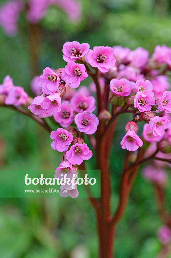 471271 - Herzblättrige Bergenie (Bergenia cordifolia 'Glockenturm')