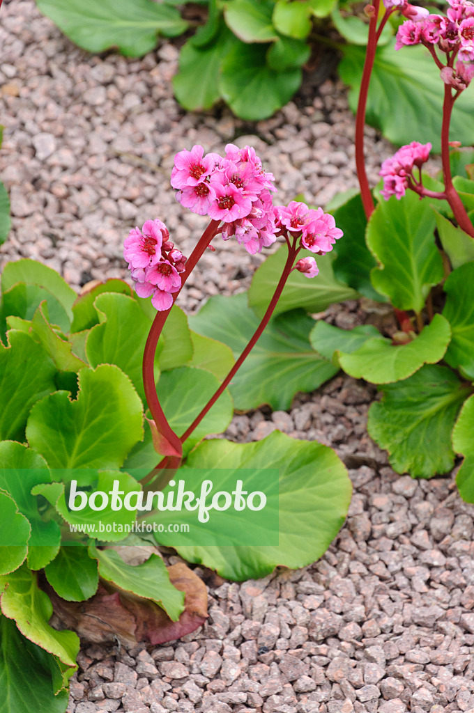 474169 - Herzblättrige Bergenie (Bergenia cordifolia 'Doppelgänger')