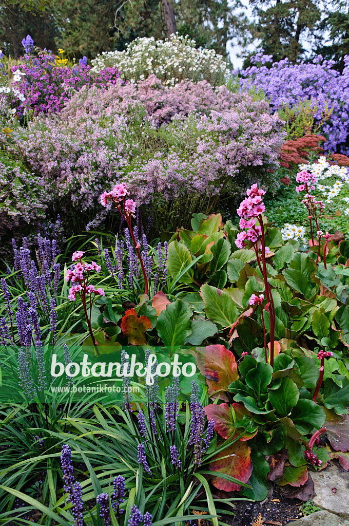 477112 - Herzblättrige Bergenie (Bergenia cordifolia 'Doppelgänger'), Traubenlilie (Liriope muscari) und Astern (Aster)