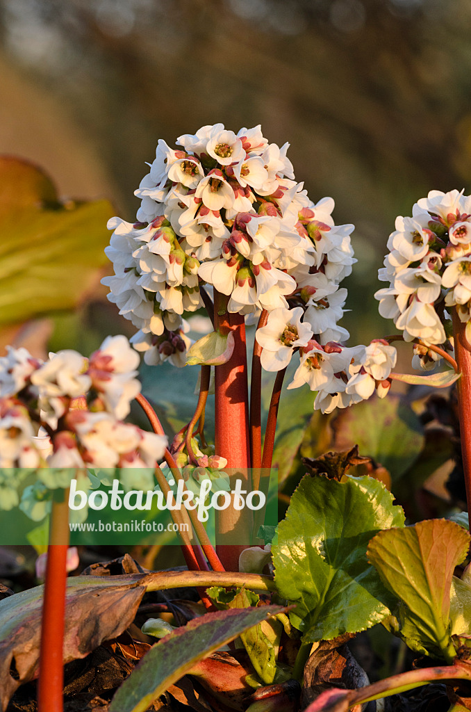 519110 - Herzblättrige Bergenie (Bergenia cordifolia)