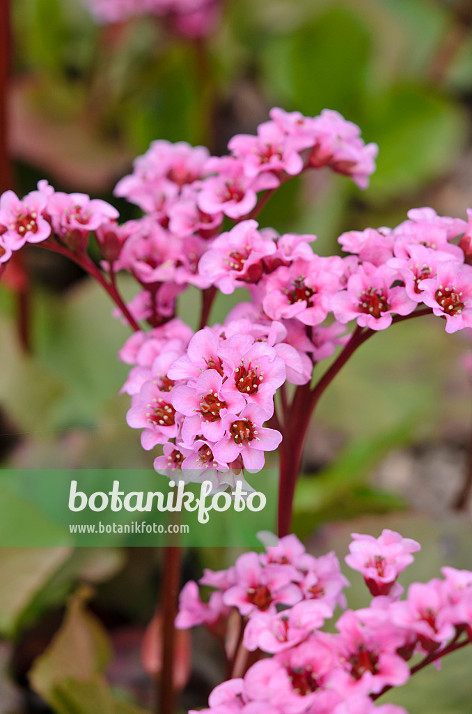 520003 - Herzblättrige Bergenie (Bergenia cordifolia 'Doppelgänger')