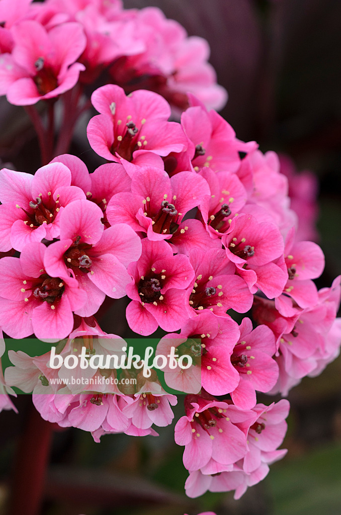 520008 - Herzblättrige Bergenie (Bergenia cordifolia)