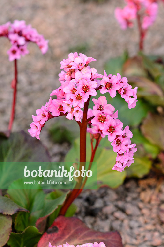 531006 - Herzblättrige Bergenie (Bergenia cordifolia 'Doppelgänger')