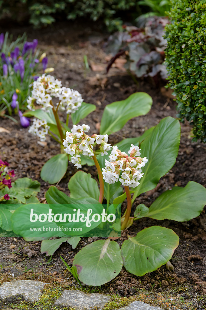 593034 - Herzblättrige Bergenie (Bergenia cordifolia 'Silberlicht')