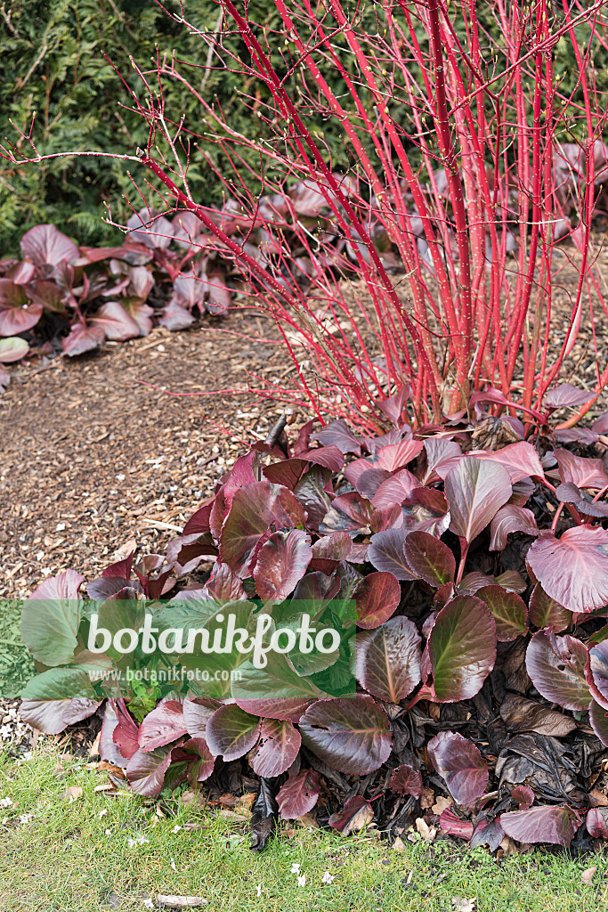 625128 - Herzblättrige Bergenie (Bergenia cordifolia 'Bressingham Ruby') und Tatarischer Hartriegel (Cornus alba 'Sibirica')