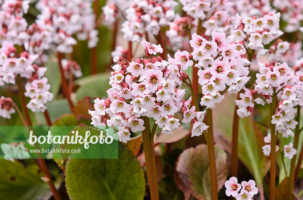 520001 - Herzblättrige Bergenie (Bergenia cordifolia 'Frau Holle')