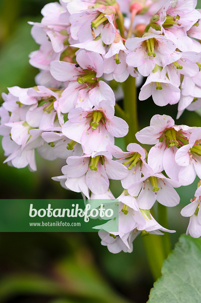 531190 - Herzblättrige Bergenie (Bergenia cordifolia 'Monte Rosa')