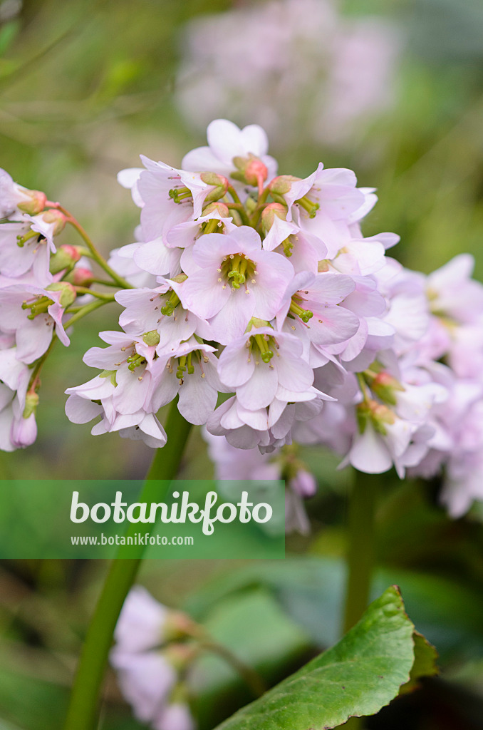 531191 - Herzblättrige Bergenie (Bergenia cordifolia 'Monte Rosa')