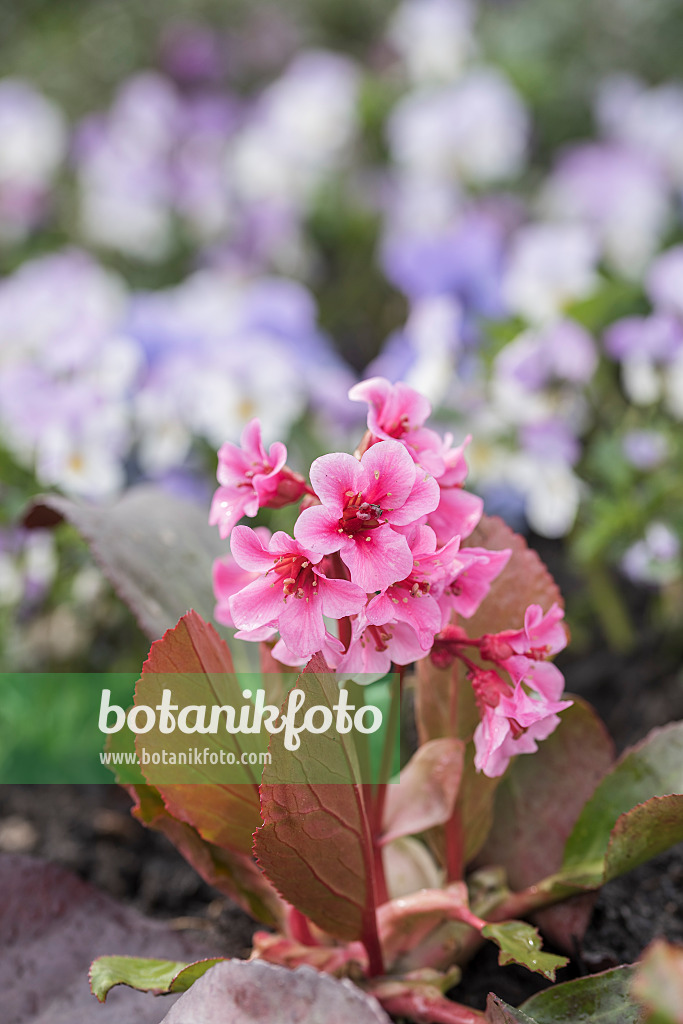 616364 - Herzblättrige Bergenie (Bergenia cordifolia 'Pink Dragonfly')