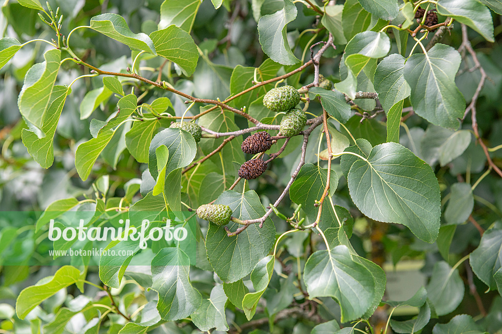 616153 - Herzblättrige Erle (Alnus cordata)