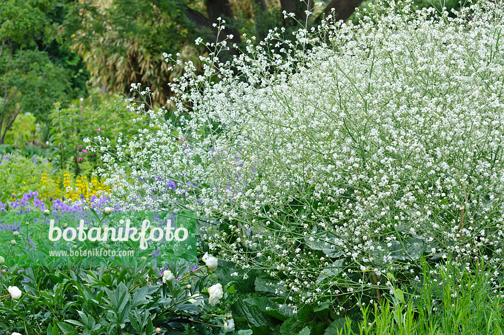 473039 - Herzblättriger Meerkohl (Crambe cordifolia)