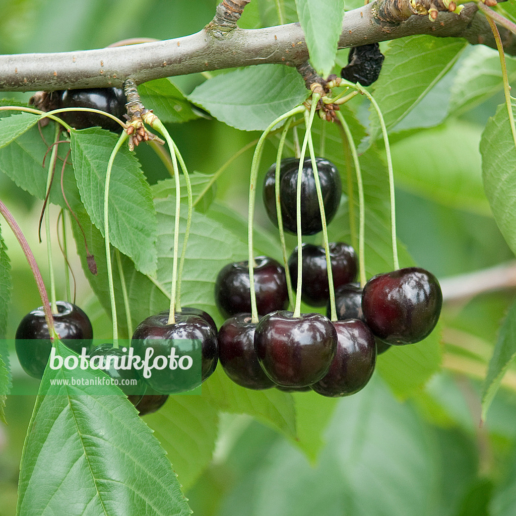 535357 - Herzkirsche (Prunus avium 'Annabella')