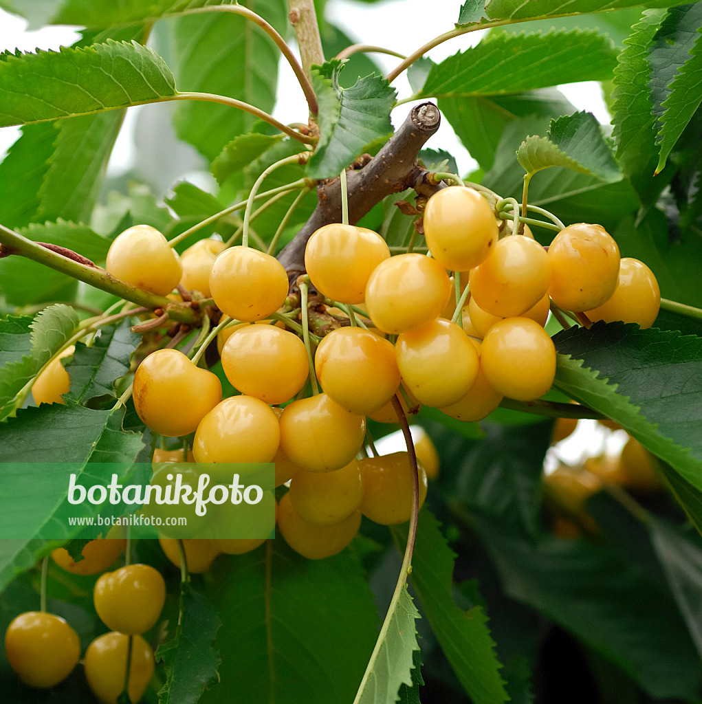 454050 - Herzkirsche (Prunus avium 'Gold')