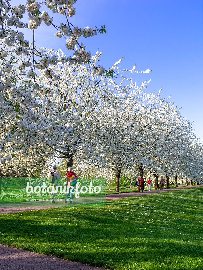 459091 - Herzkirsche (Prunus avium 'Plena'), Britzer Garten, Berlin, Deutschland