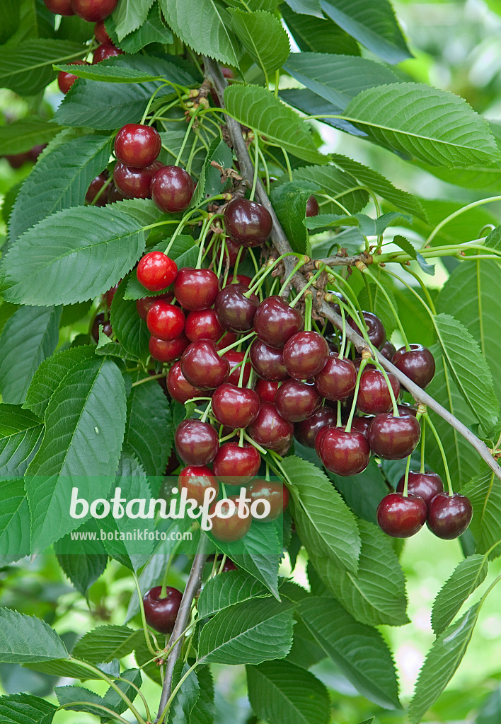 502355 - Herzkirsche (Prunus avium 'Ria')