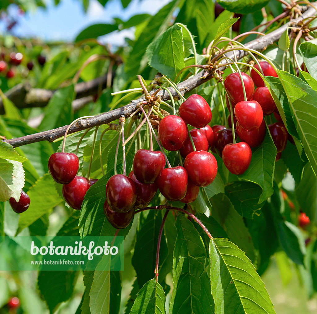 607175 - Herzkirsche (Prunus avium 'Valeska')