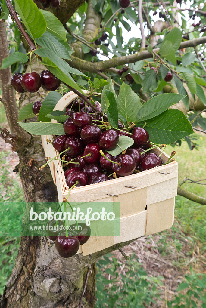 608147 - Herzkirschen (Prunus avium) in einem Spankorb auf einem Kirschbaum