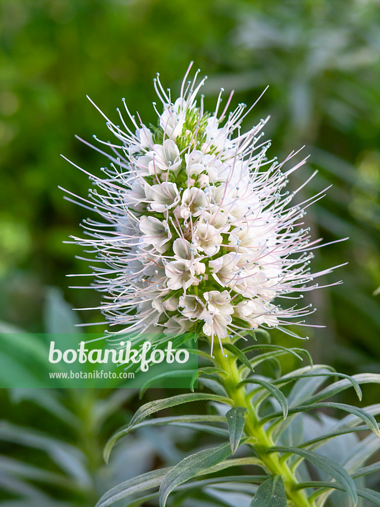 445031 - Hierro-Natternkopf (Echium hierrense)