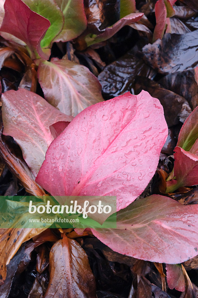 467021 - Himalaya-Bergenie (Bergenia stracheyi)