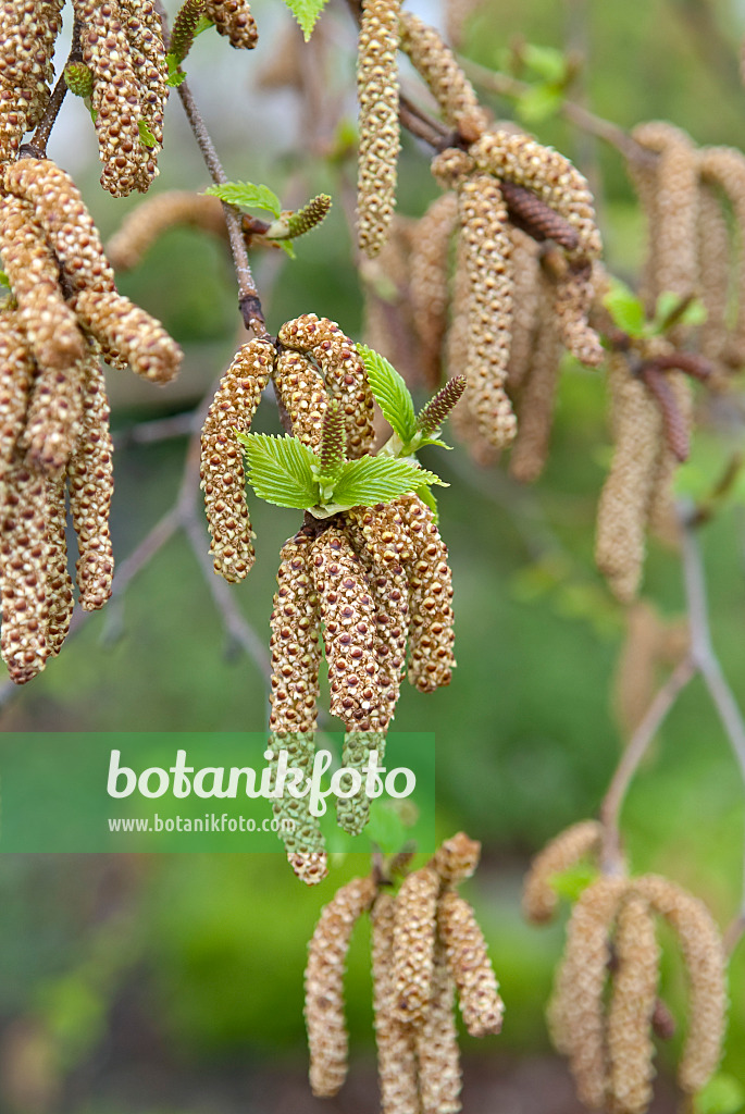 502121 - Himalaya-Birke (Betula utilis 'Doorenbos')