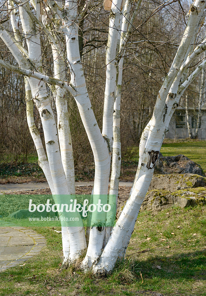 558035 - Himalaya-Birke (Betula utilis 'Doorenbos')