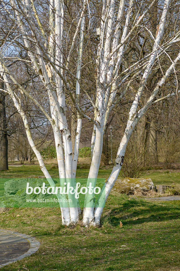 558037 - Himalaya-Birke (Betula utilis 'Doorenbos')