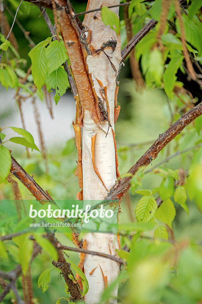 547088 - Himalaya-Birke (Betula utilis 'Fascination')