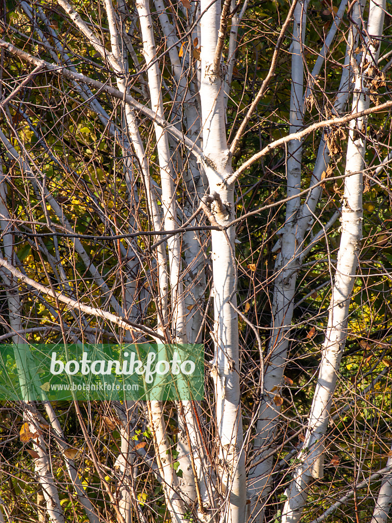 443082 - Himalaya-Birke (Betula utilis var. jacquemontii)