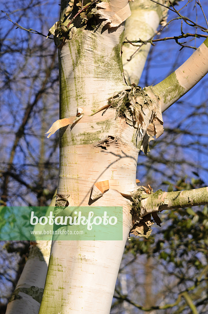 529093 - Himalaya-Birke (Betula utilis var. jacquemontii)