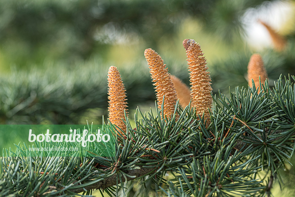 616369 - Himalaya-Zeder (Cedrus deodara 'Eisregen') mit männlichen Blüten