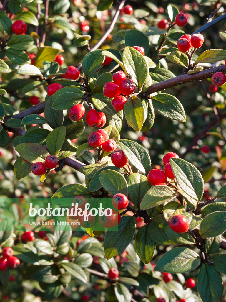 418067 - Himalaya-Zwergmispel (Cotoneaster simonsii)