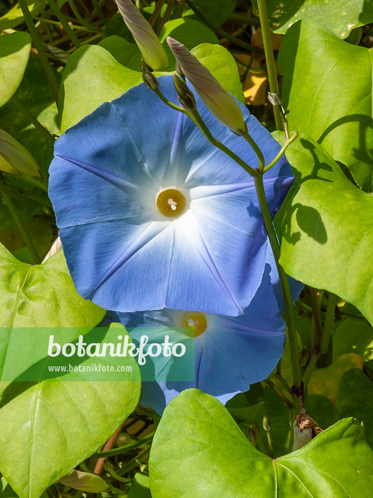 405029 - Himmelblaue Prunkwinde (Ipomoea tricolor)