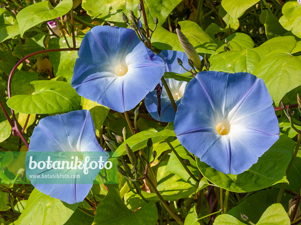 405047 - Himmelblaue Prunkwinde (Ipomoea tricolor)