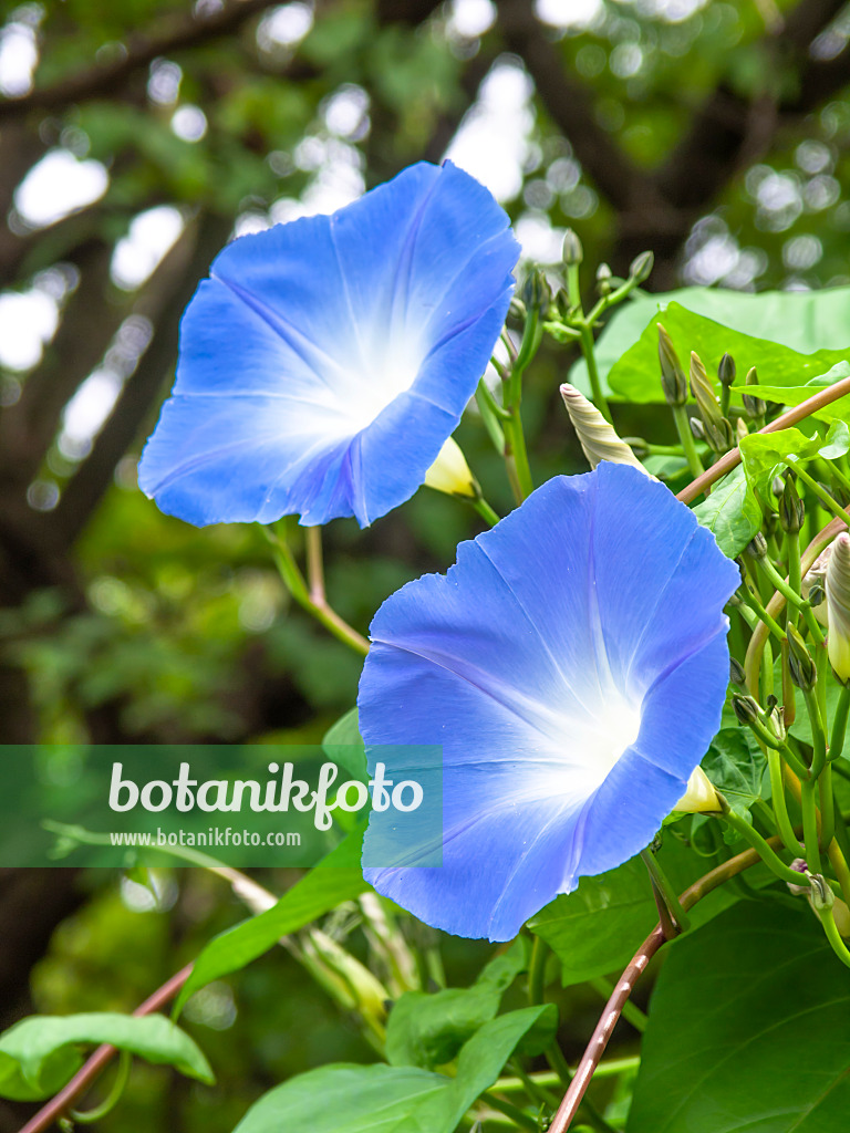 441020 - Himmelblaue Prunkwinde (Ipomoea tricolor)