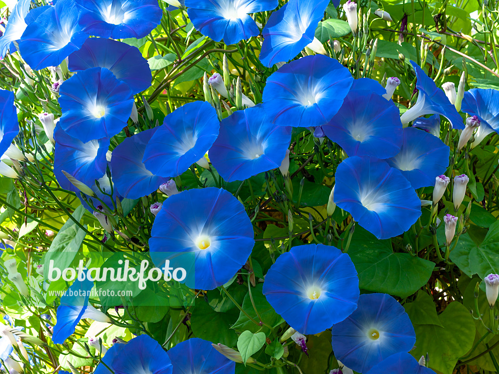 442001 - Himmelblaue Prunkwinde (Ipomoea tricolor)