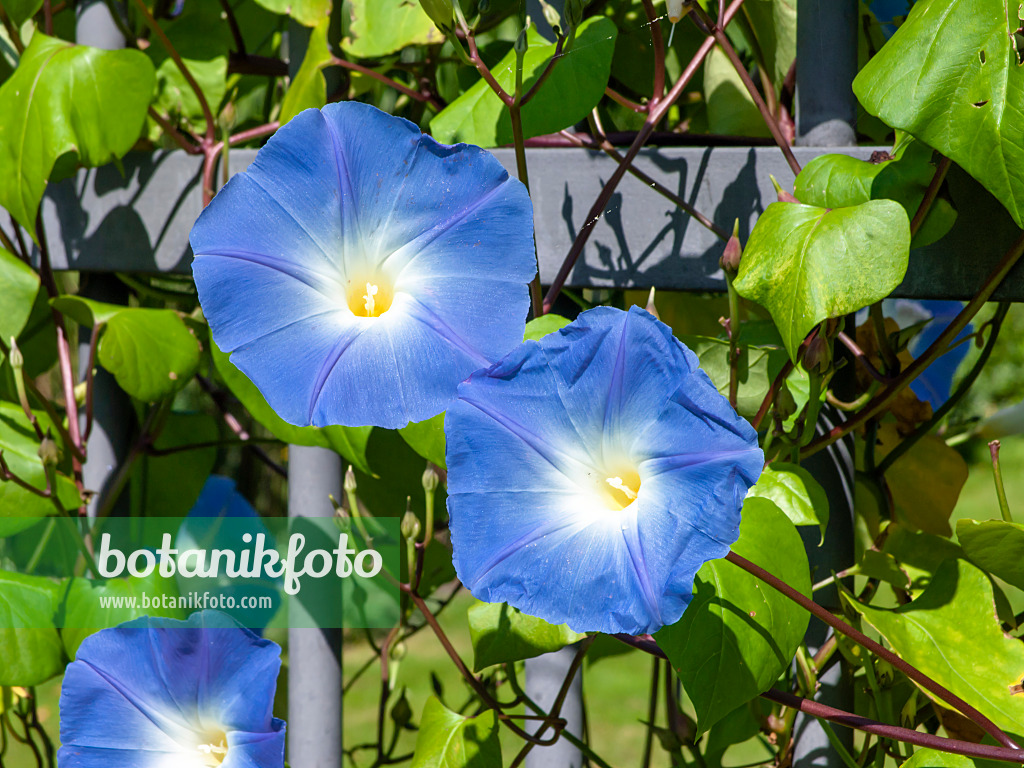 464002 - Himmelblaue Prunkwinde (Ipomoea tricolor)