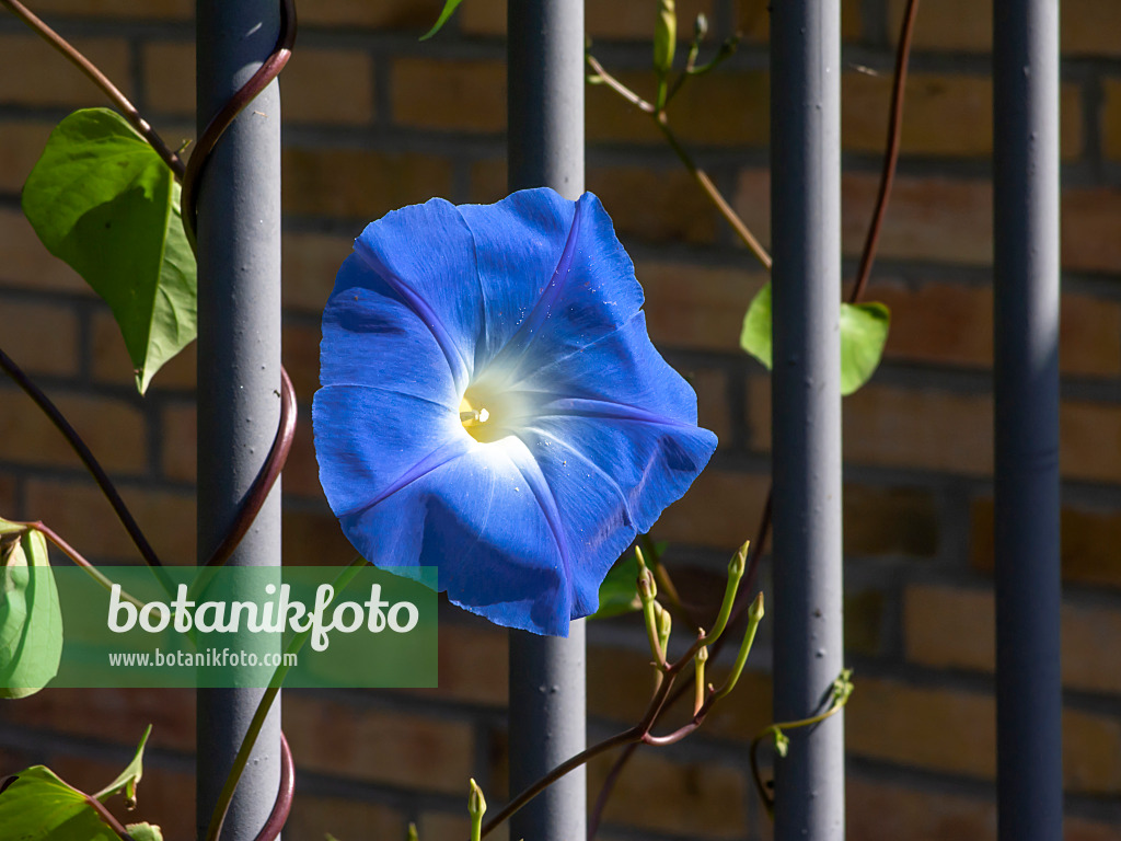 464004 - Himmelblaue Prunkwinde (Ipomoea tricolor)