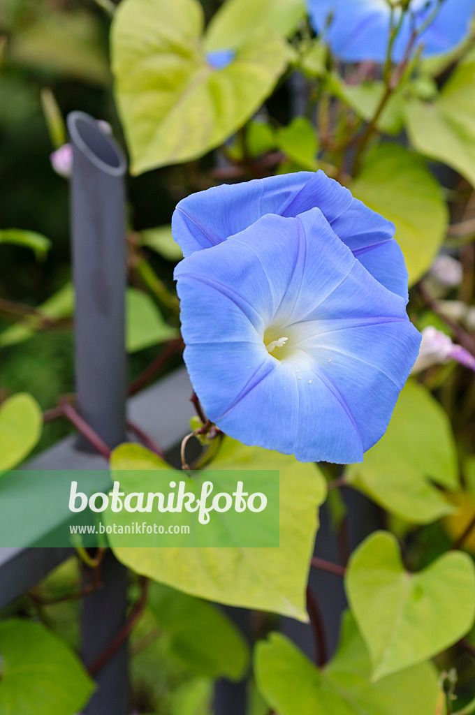 476265 - Himmelblaue Prunkwinde (Ipomoea tricolor)