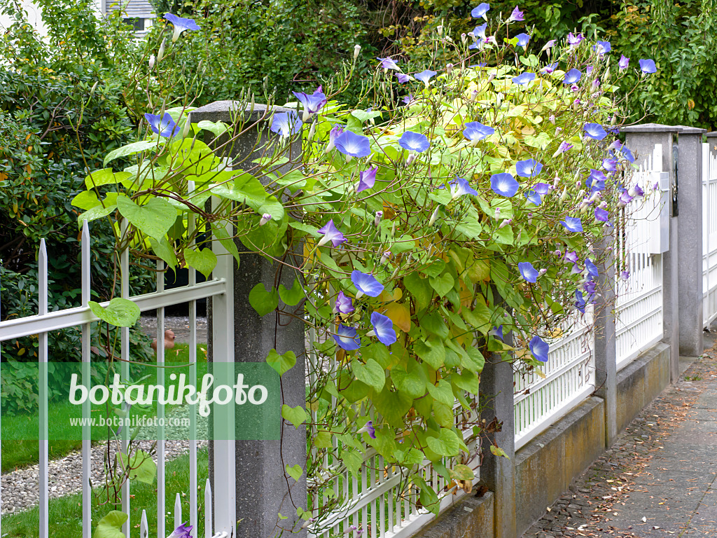 477130 - Himmelblaue Prunkwinde (Ipomoea tricolor) an einem Gartenzaun