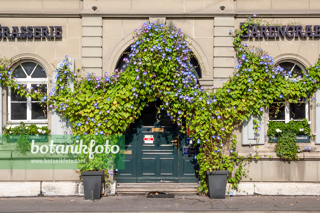 453127 - Himmelblaue Prunkwinde (Ipomoea tricolor), Bern, Schweiz