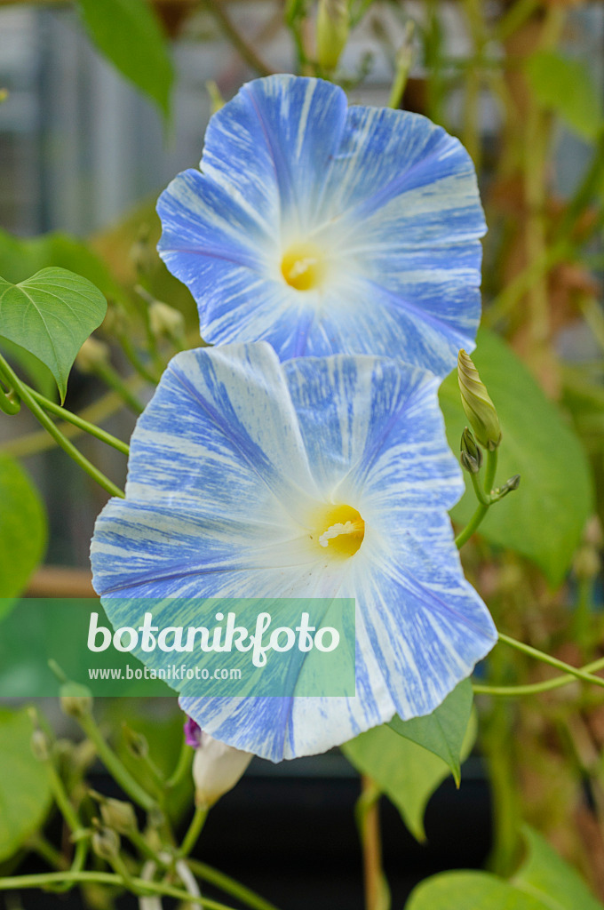 476163 - Himmelblaue Prunkwinde (Ipomoea tricolor 'Flying Saucers')