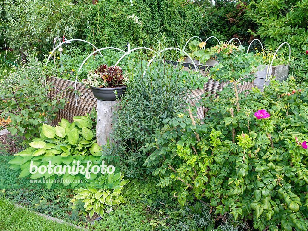 523294 - Hochbeete mit Nutzpflanzen, Blumen und aufgesteckten Metallbögen für den Winterschutz in einem Garten