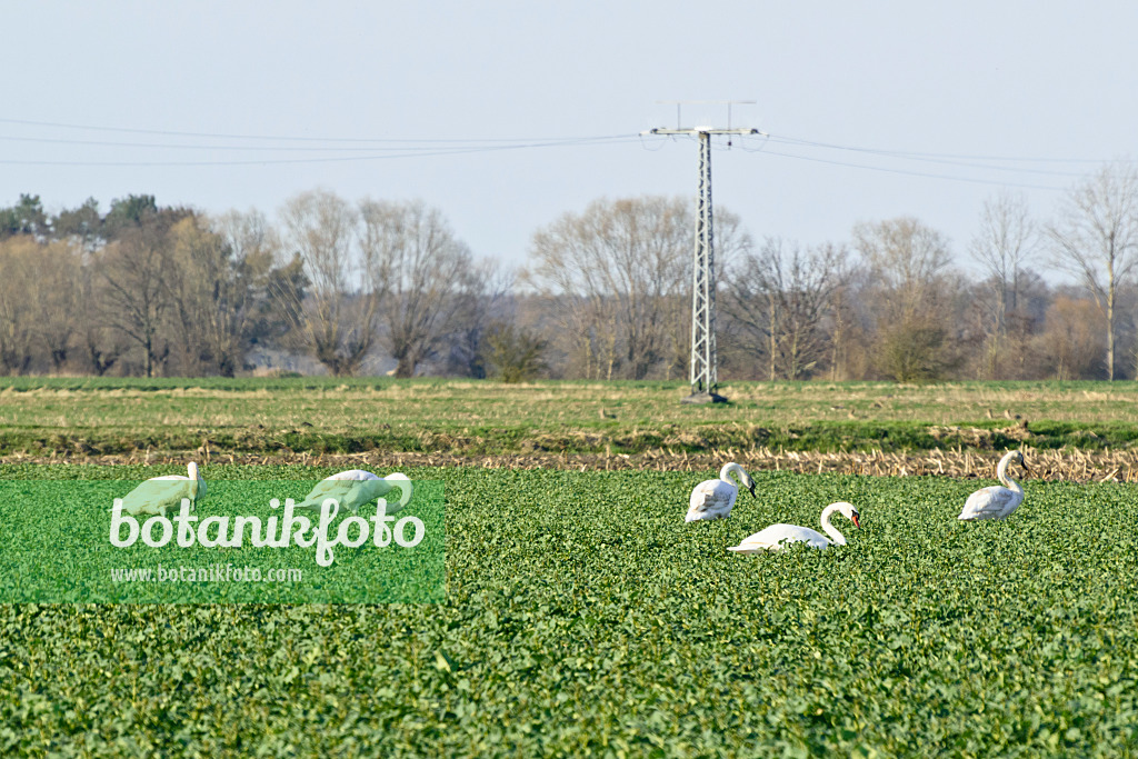 555001 - Höckerschwäne (Cygnus olor) auf einem Feld, Brandenburg, Deutschland