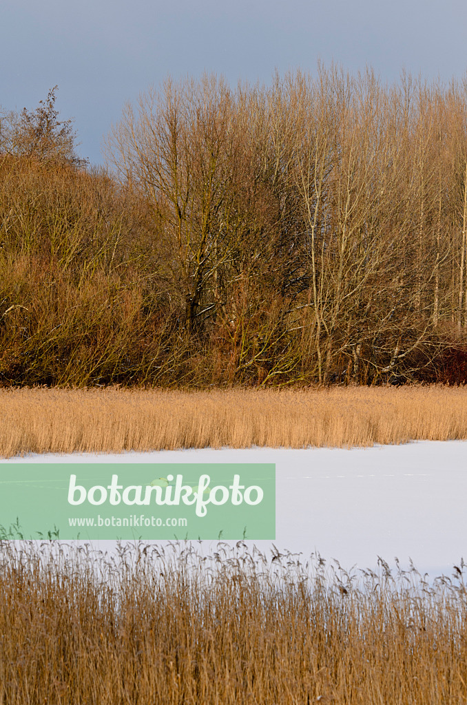 505017 - Höckerschwäne (Cygnus olor) auf einem gefrorenen See, Naturschutzgebiet Karower Seen, Berlin, Deutschland