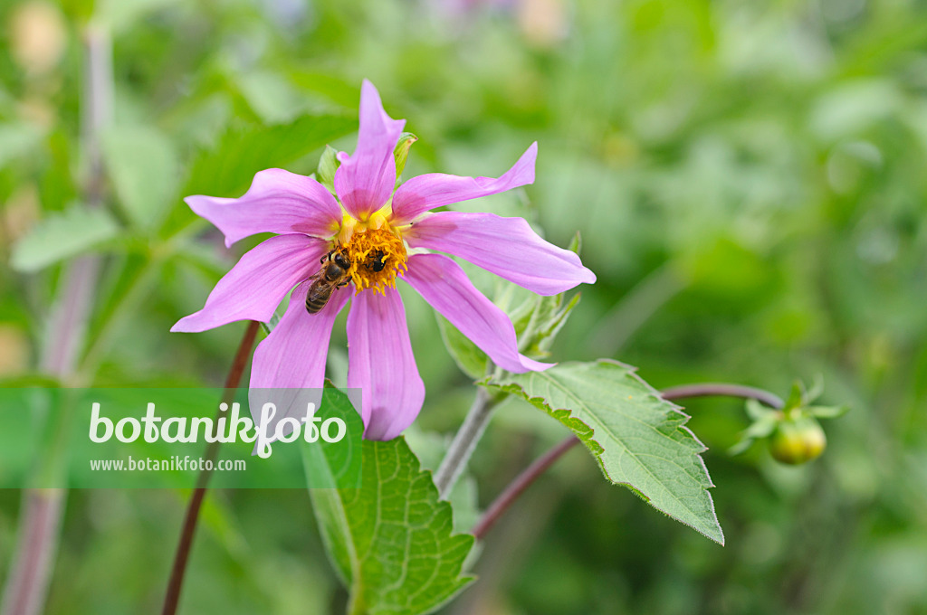 487162 - Hohe Dahlie (Dahlia excelsa)