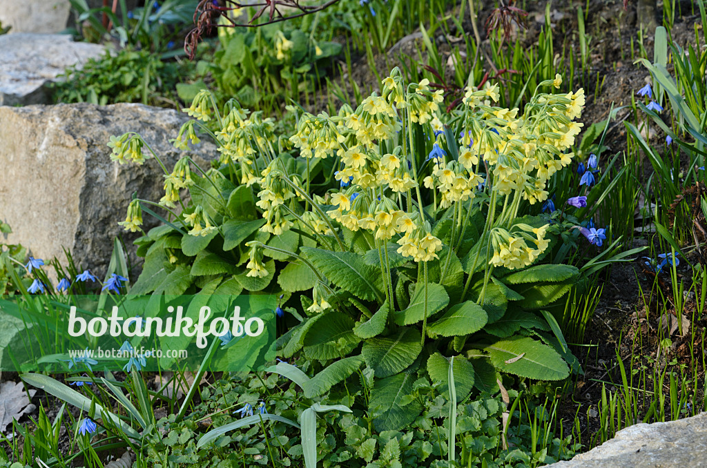 495125 - Hohe Schlüsselblume (Primula elatior)